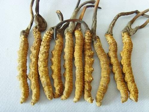 Yarshagumba