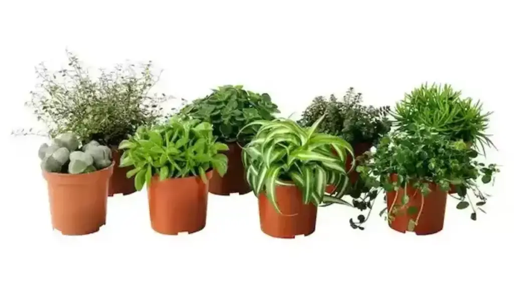 Himalaya Mix Plants