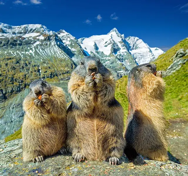 Himalayan Marmot As Pet