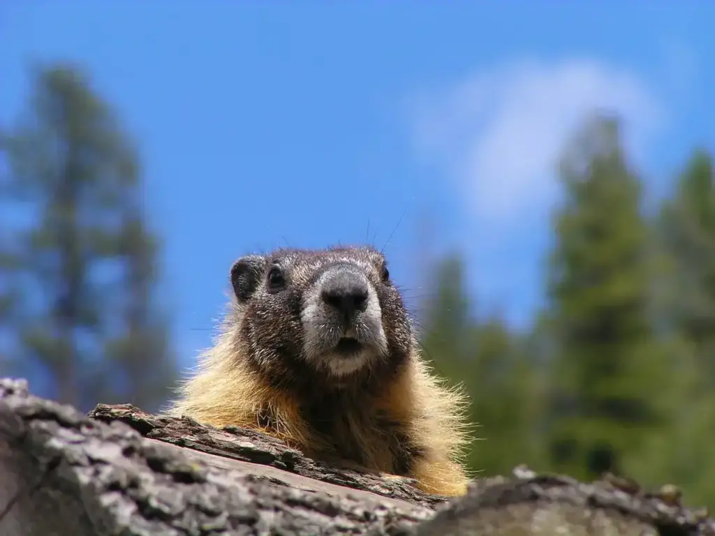 Marmot As Pet
