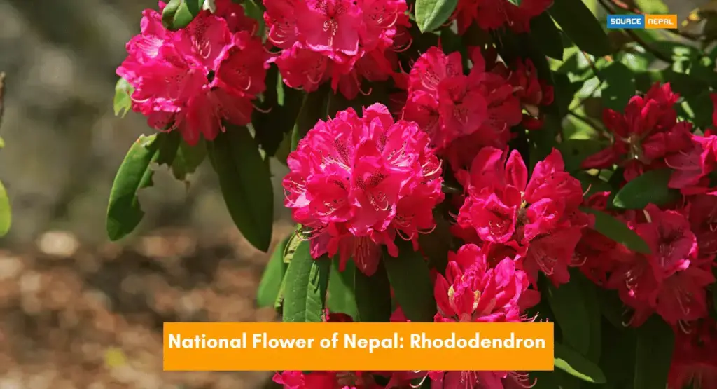Laliguras Flower Nepal