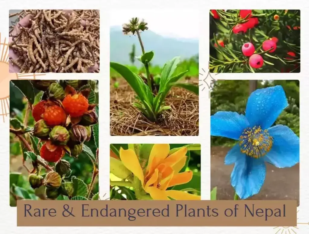 Nepals Rare Endangered Plants